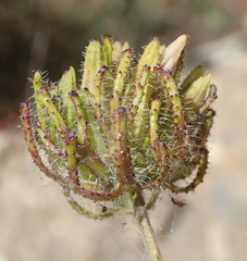 Cordylanthus rigidus setigerus