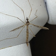 Tipulomorpha