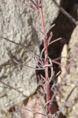 Cordylanthus rigidus setigerus