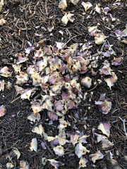 Tamiasciurus fremonti