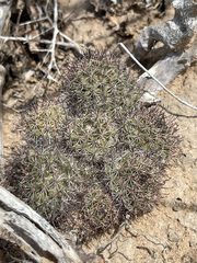 Mammillaria