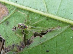 Thwaitesia nigronodosa