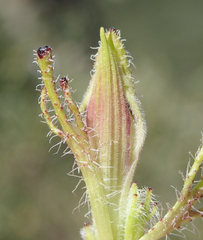 Cordylanthus rigidus setigerus