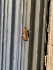 Psilocorsis reflexella