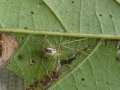 Thwaitesia nigronodosa