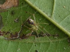 Thwaitesia nigronodosa