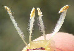 Cordylanthus rigidus setigerus