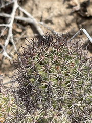 Mammillaria