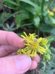Asteraceae