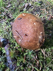 Xerocomus subtomentosus