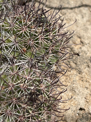 Mammillaria