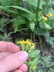 Asteraceae