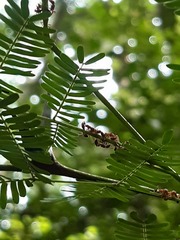 Pseudomyrmex spinicola
