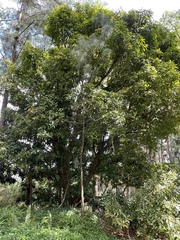 Mangifera indica