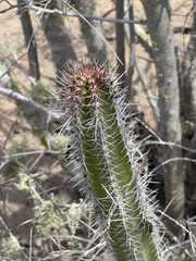 Lophocereus gatesii