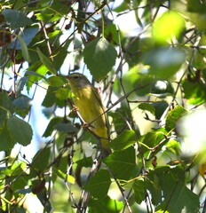Leiothlypis celata orestera