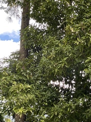 Mangifera indica