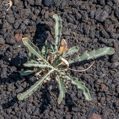 Mentzelia laevicaulis