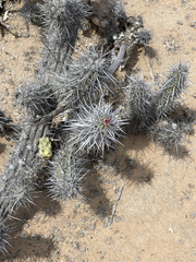 Stenocereus gummosus