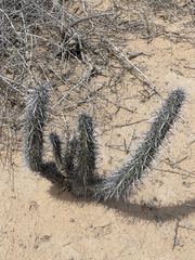 Stenocereus gummosus