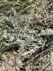 Astragalus mollissimus