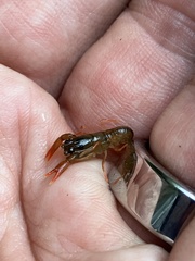 Astacoidea