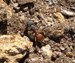 Camponotus sansabeanus