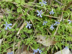 Lobelia quadrangularis