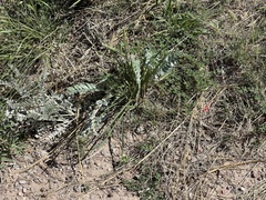 Astragalus mollissimus