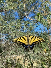 Papilio multicaudata multicaudata