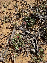 Trachymene cyanopetala