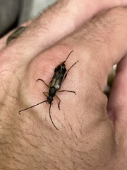 Etorofus obliteratus