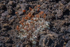 Eriogonum ovalifolium