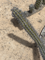 Stenocereus gummosus