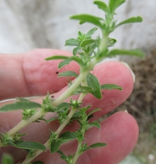Amaranthus albus