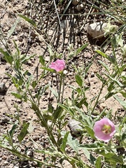 Sphaeralcea angustifolia