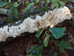 Fuscopostia fragilis