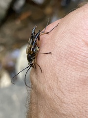 Etorofus obliteratus