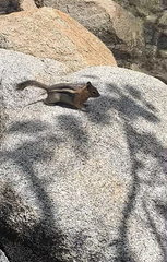 Callospermophilus lateralis bernardinus