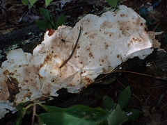 Fuscopostia fragilis