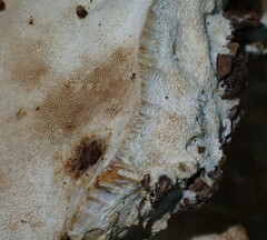 Fuscopostia fragilis