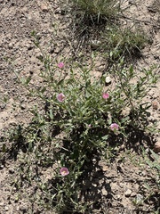 Sphaeralcea angustifolia