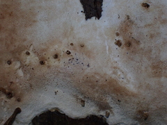 Fuscopostia fragilis