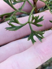 Isopogon dubius