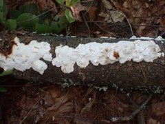 Fuscopostia fragilis