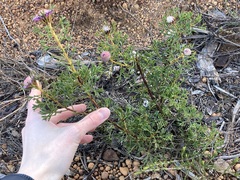 Isopogon dubius