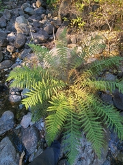 Athyrium filix-femina