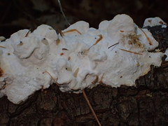 Fuscopostia fragilis