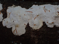 Fuscopostia fragilis