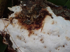 Fuscopostia fragilis